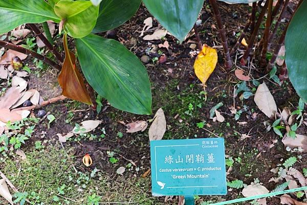 台北植物園 薑科植物