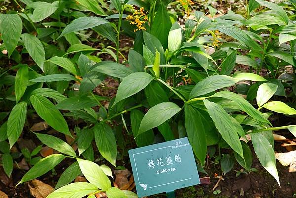 台北植物園 薑科植物