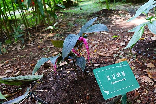 台北植物園 薑科植物