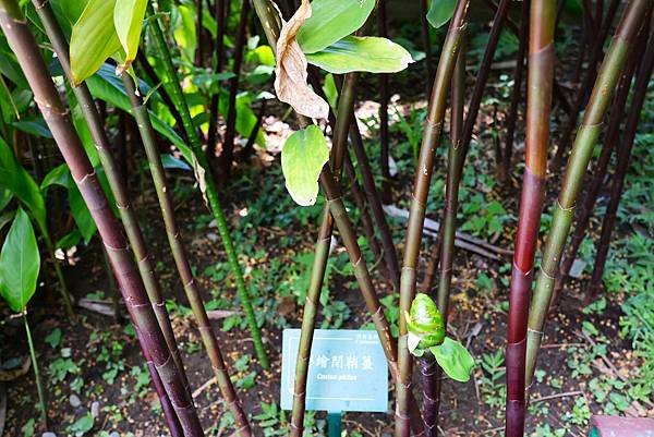 台北植物園 薑科植物