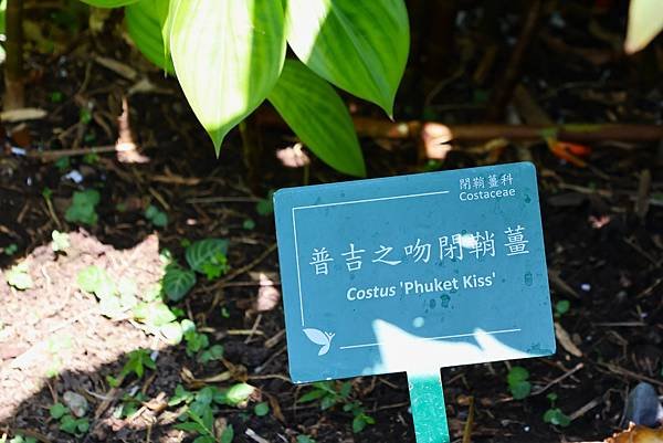 台北植物園 薑科植物