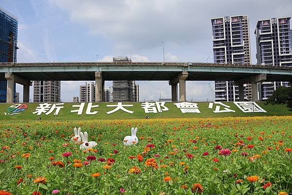 新北大都會公園 百日草盛開