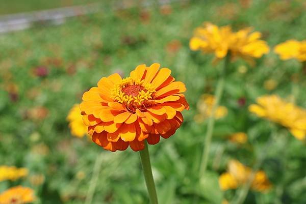 新北大都會公園 百日草盛開