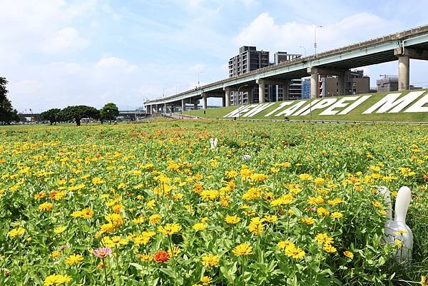 新北大都會公園 百日草盛開