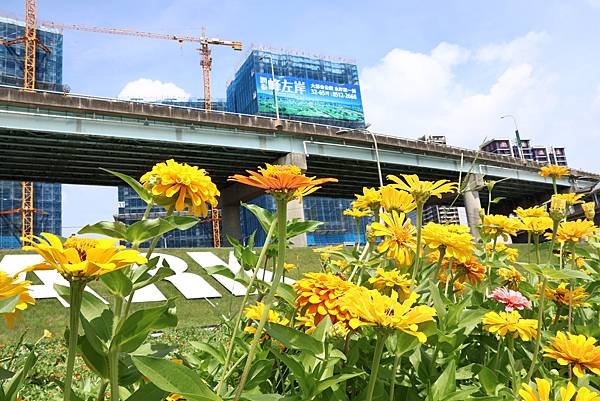 新北大都會公園 百日草盛開