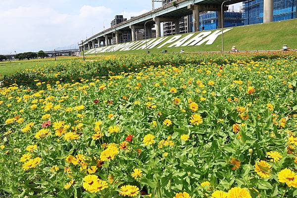 新北大都會公園 百日草盛開