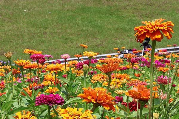 新北大都會公園 百日草盛開