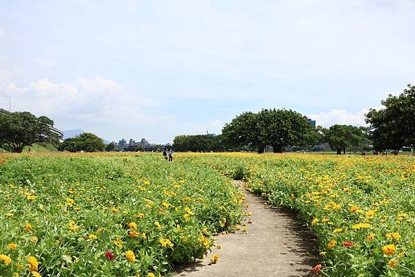 新北大都會公園 百日草盛開