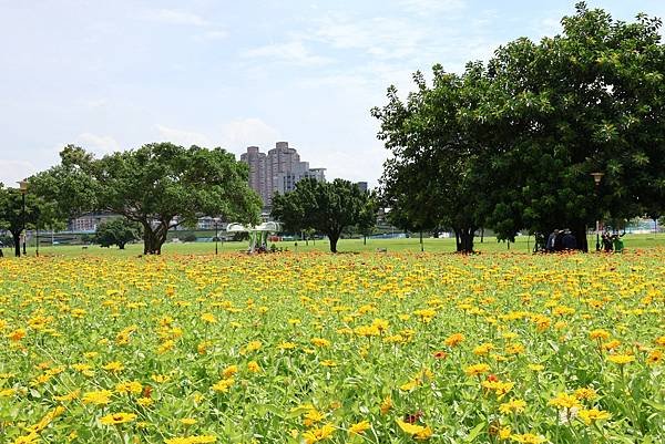 新北大都會公園 百日草盛開