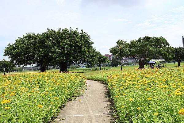 新北大都會公園 百日草盛開