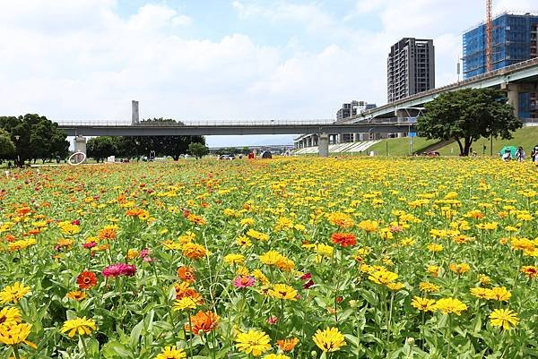 新北大都會公園 百日草盛開