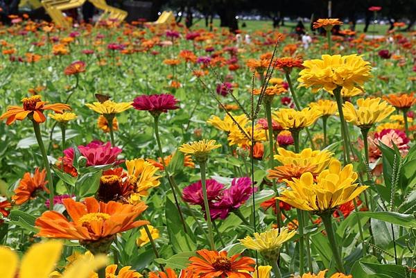 新北大都會公園 百日草盛開