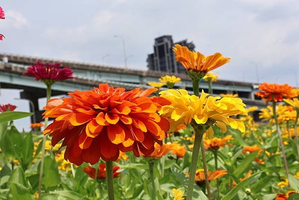 新北大都會公園 百日草盛開