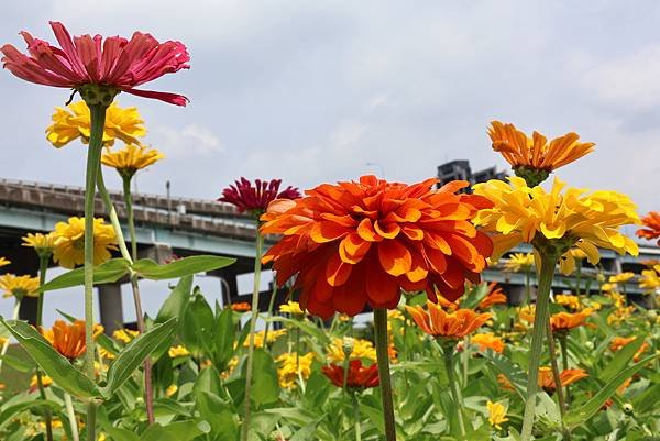 新北大都會公園 百日草盛開