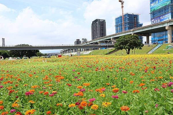 新北大都會公園 百日草盛開