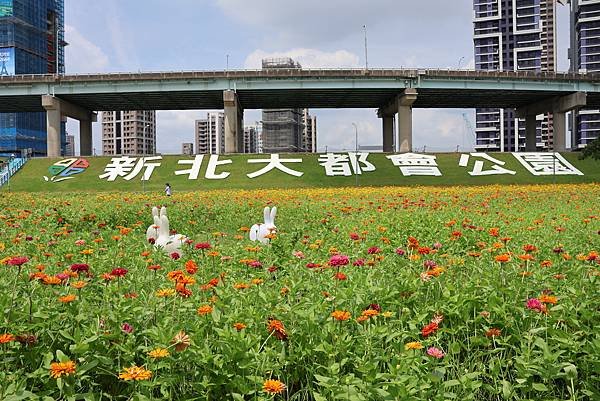 新北大都會公園 百日草盛開