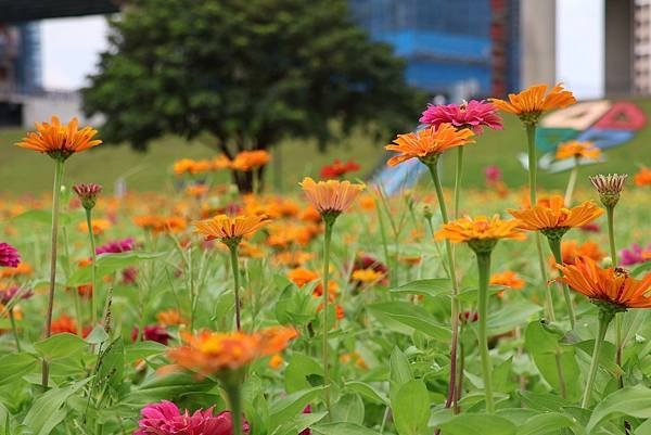 新北大都會公園 百日草盛開