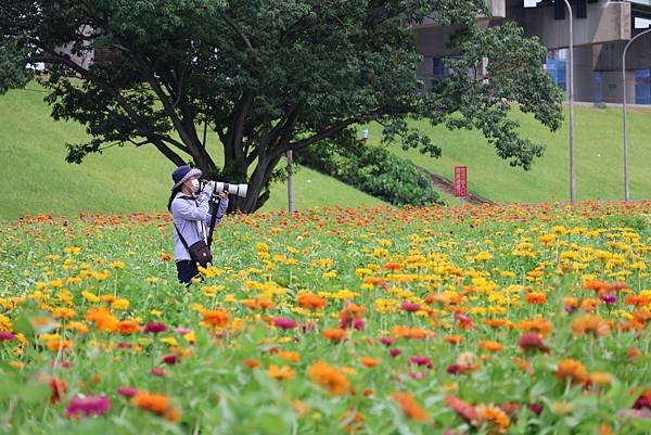 新北大都會公園 百日草盛開