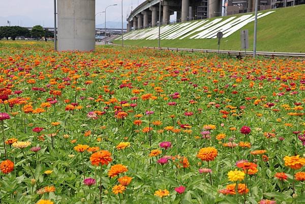 新北大都會公園 百日草盛開