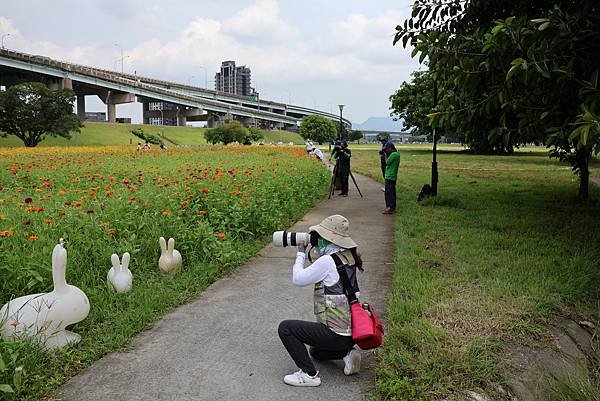 新北大都會公園 百日草盛開