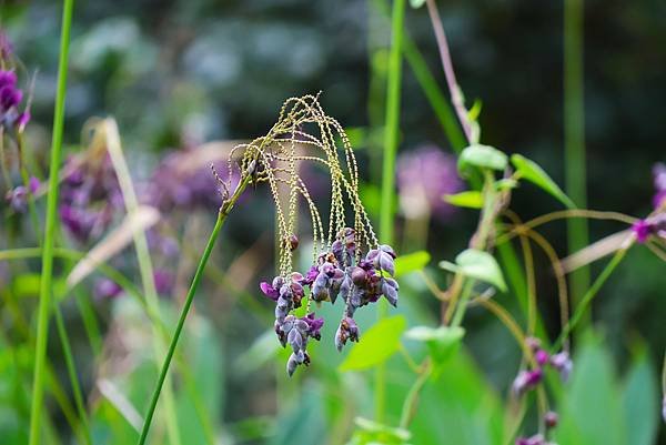 台北植物園 水竹芋◆垂花水竹芋