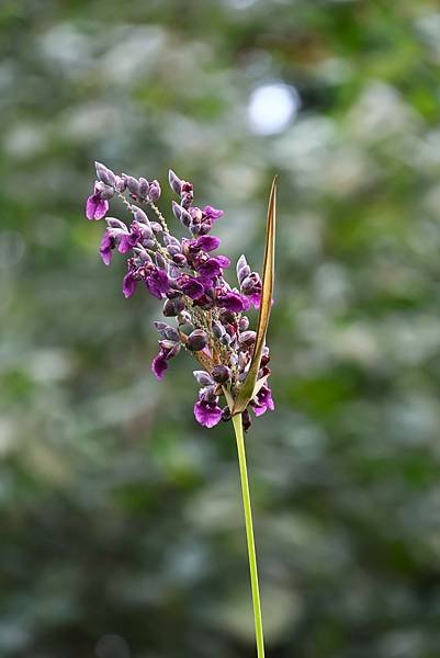 台北植物園 水竹芋◆垂花水竹芋