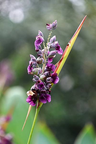 台北植物園 水竹芋◆垂花水竹芋