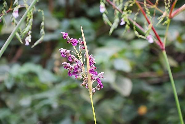 台北植物園 水竹芋◆垂花水竹芋