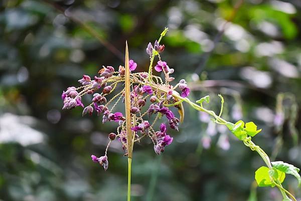 台北植物園 水竹芋◆垂花水竹芋