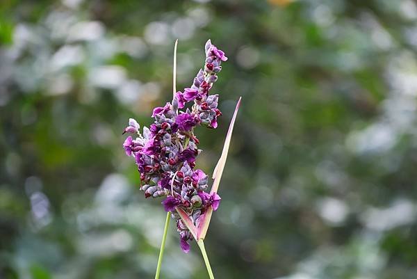 台北植物園 水竹芋◆垂花水竹芋