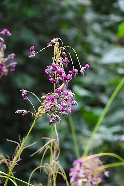 台北植物園 水竹芋◆垂花水竹芋