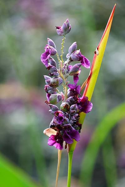 台北植物園 水竹芋◆垂花水竹芋