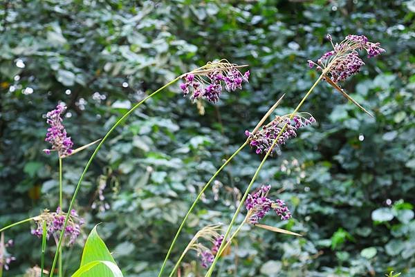 台北植物園 水竹芋◆垂花水竹芋