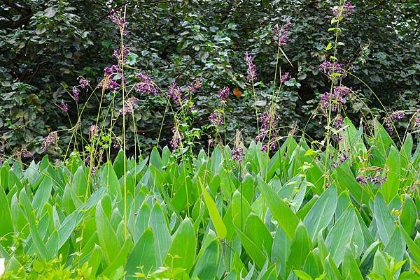 台北植物園 水竹芋◆垂花水竹芋