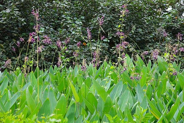 台北植物園 水竹芋◆垂花水竹芋