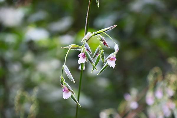 台北植物園 水竹芋◆垂花水竹芋