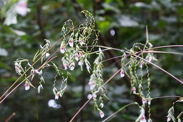 台北植物園 水竹芋◆垂花水竹芋