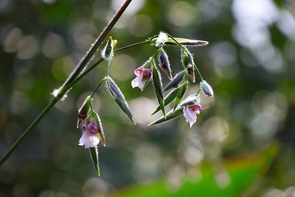 台北植物園 水竹芋◆垂花水竹芋