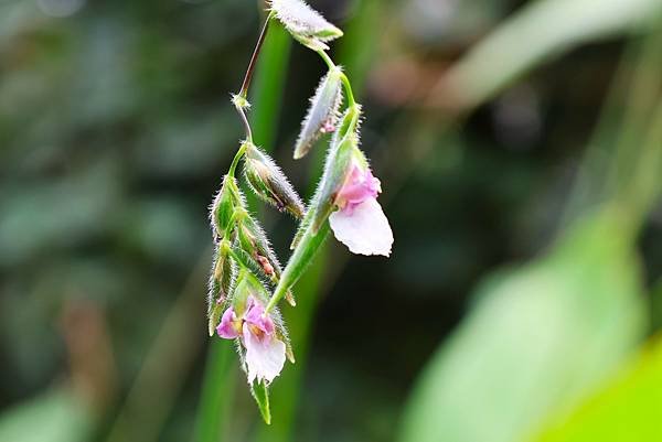 台北植物園 水竹芋◆垂花水竹芋