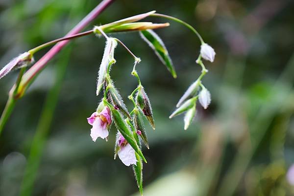 台北植物園 水竹芋◆垂花水竹芋