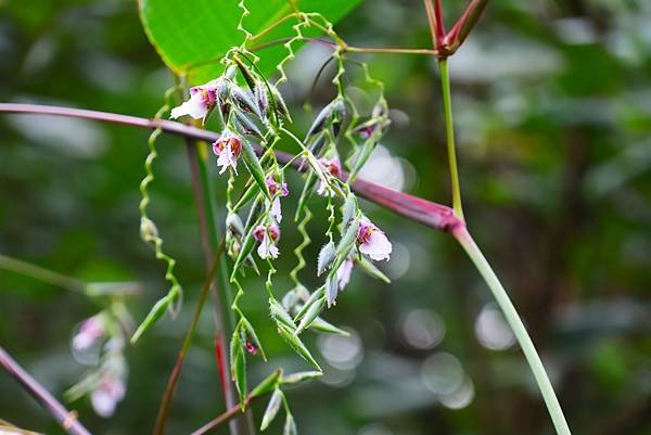 台北植物園 水竹芋◆垂花水竹芋