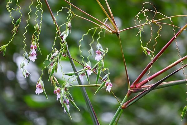 台北植物園 水竹芋◆垂花水竹芋