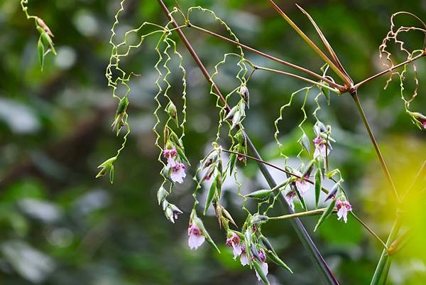 台北植物園 水竹芋◆垂花水竹芋