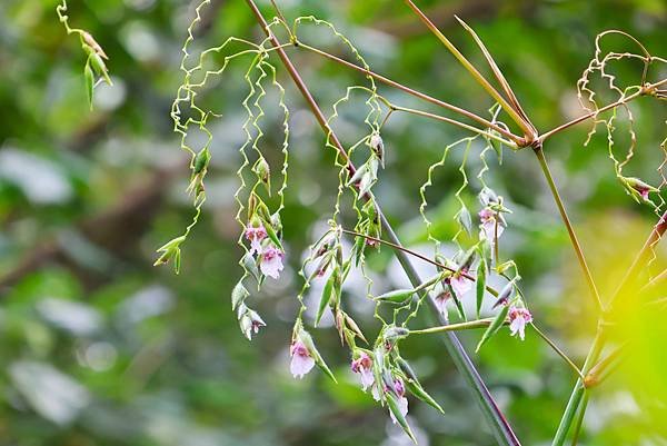 台北植物園 水竹芋◆垂花水竹芋