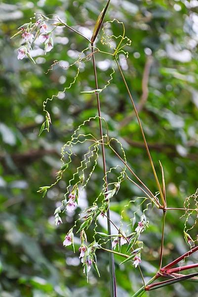 台北植物園 水竹芋◆垂花水竹芋