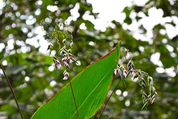 台北植物園 水竹芋◆垂花水竹芋