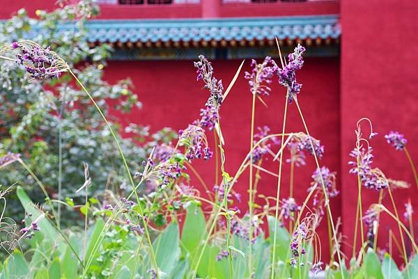 台北植物園 水竹芋◆垂花水竹芋