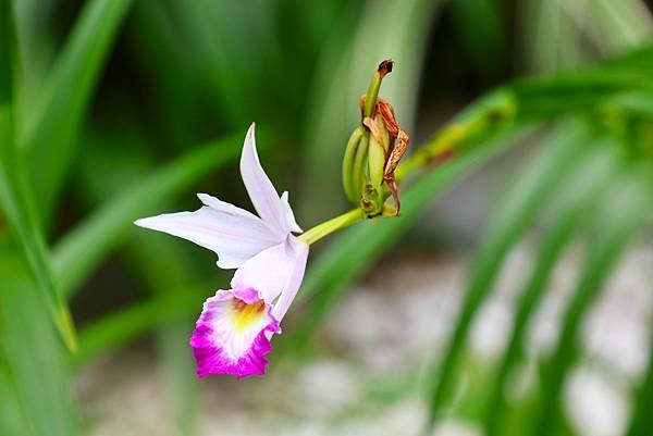 台北植物園 葦草蘭