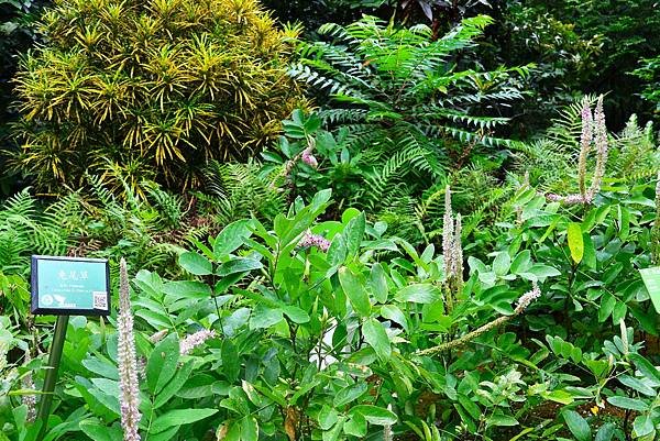 台北植物園 兔尾草