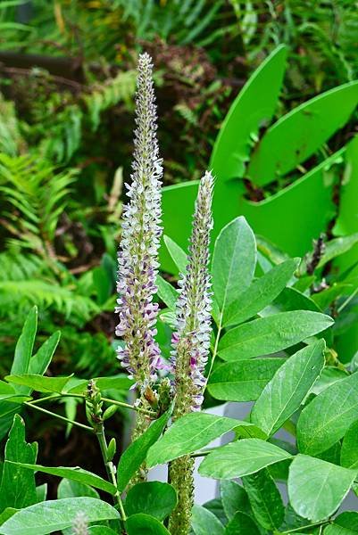 台北植物園 兔尾草